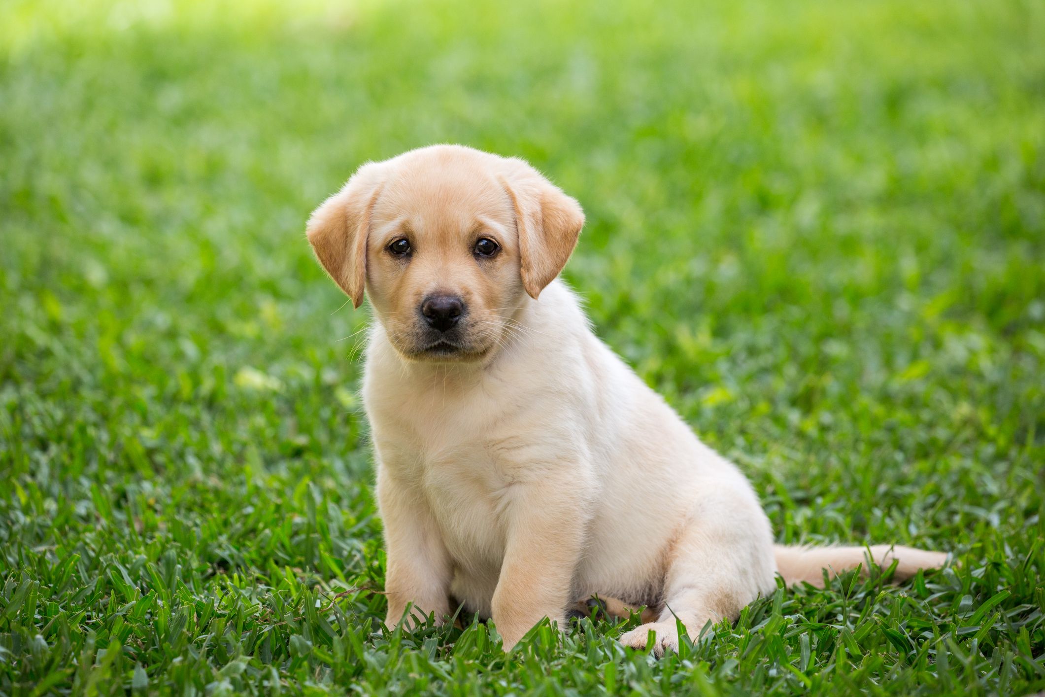 Labrador Retriever Health Issues