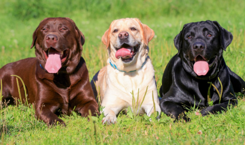 Labrador Retriever Health Issues